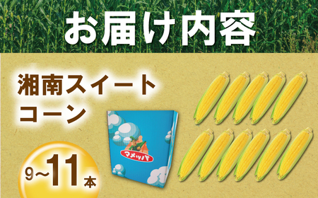 湘南 とうもろこし 3.6kg  【トウモロコシ 】