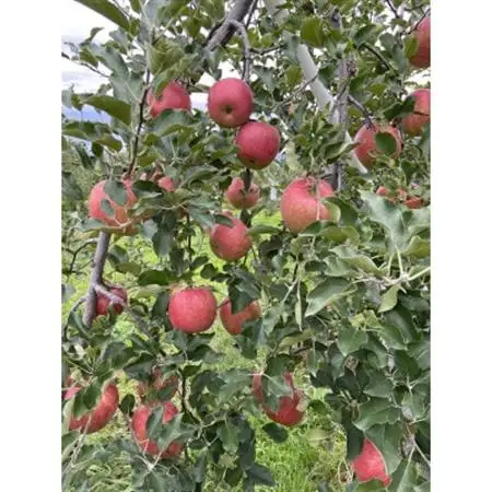 シャキシャキッ!完熟サンふじ 約5kg【1558030】