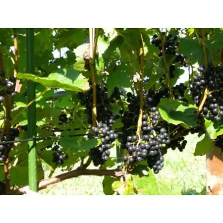 相澤ワイナリー sachirera2023 (赤ワイン)_酒・アルコール 赤ワイン ワイン _【配送不可地域：離島】【1542868】