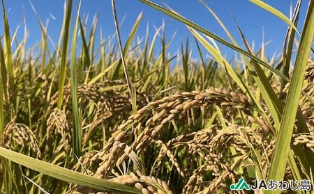 ＪＡあわじ島の「あわじ島米」キヌヒカリ ５kg