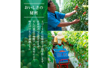 フルーツトマト 訳あり 3kg 大小混合 3キロ トマト とまと ふるーつとまと 高知 桃太郎 完熟 糖度8度以上 濃厚 野菜 料理 サラダ マリネ おいしい 新鮮 訳アリ【池トマト】 [BQAG054]