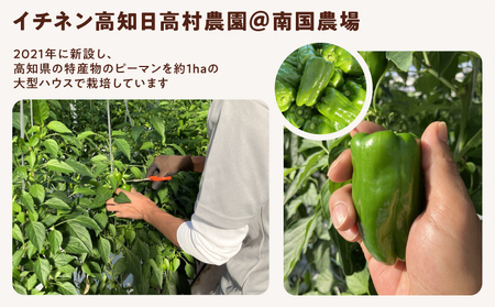レトルトキーマカレー 3食セット｜高知県産ミニトマト使用 辛くない やさしい味 常温保存