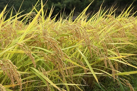 令和7年度産コシヒカリ カモしゃん米（玄米） 5kg【アイガモ農法 農薬不使用 安心 米 コメ こしひかり Ａ-151】