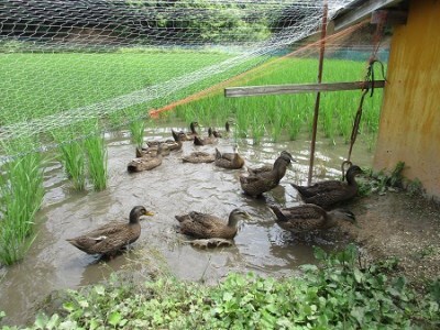 【3回定期便】令和7年度産コシヒカリ 「カモしゃん米」（玄米）5kg 【 こしひかり お米 農家直送 無農薬 化学肥料不使用 精米 安心 安全 新米 令和6年度産 D-154】