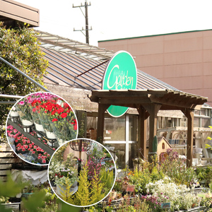 母の日に 【先行予約2026年5月から順次発送】 カーネーション 黄色 母の日花