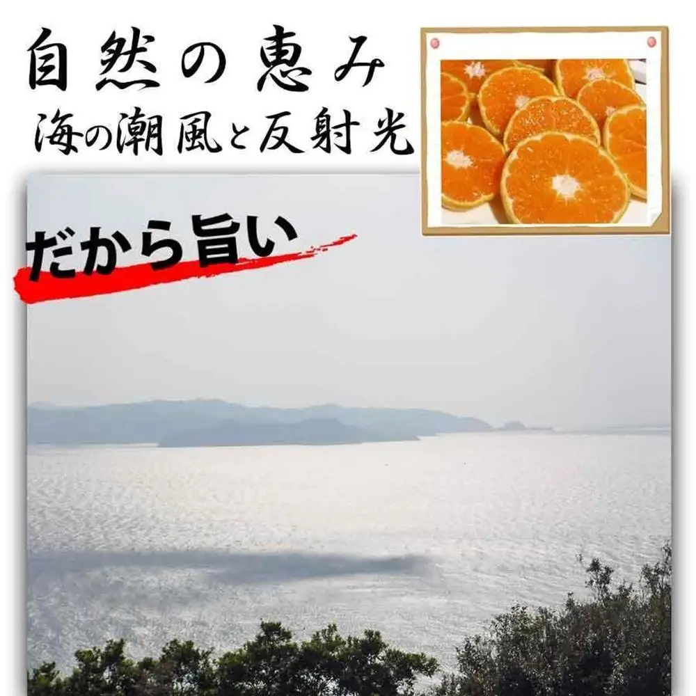 せとか みかんの大トロ 約5kg 訳あり ブランド 和歌山 有田みかん 農家直送 オレンジ フルーツ 果物
