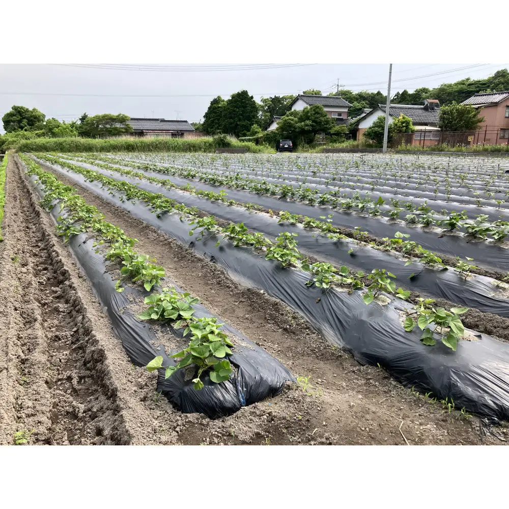 ＜数量限定＞浜の干し芋・芋けんぴセット(計5袋)