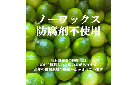 【先行予約】＜果樹園直送＞ 白木果樹園産 ベルガモット 約2kg 1キロ 10~15個入り〈2026年10月下旬?12月下旬頃発送〉  / 果物 くだもの 果実 柑橘類 柑橘 爽やか フレッシュ 新鮮 デトックスウォーター【白木果樹園】 [BQAI045]