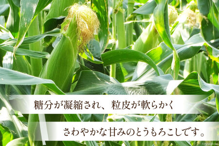 【期間限定発送】 野菜 とうもろこし ( ゴールドラッシュ ) 12本入 約5kg [笛吹農業協同組合 山梨県 中央市 21470872] やさい トウモロコシ コーン 甘い スイートコーン 季節限定 期間限定【2026年6月上旬～7月上旬発送予定】