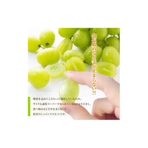 シャインマスカット　600g　2026年先行予約分　シャインマスカット
