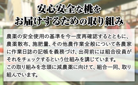 【先行予約】あら川の桃 約1.5kg (5-7玉) あら川第一桃生産組合《2026年6月下旬から8月下旬頃出荷》｜桃 もも モモ フルーツ 果物 白鳳 清水白桃 川中島白桃  和歌山県産の桃 紀の川市の桃 和歌山の桃