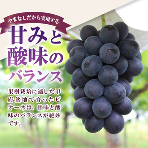 〈2026年度配送分〉ピオーネ2房（約1.0kg） ピオーネ 大粒 山梨 県産 先行予約 2026年 ぶどう フルーツ 2房 冷蔵 生産量 日本一 甲府 市産 1.0kg以上 フルーツ王国山梨 2026年8月上旬～8月下旬にかけて順次発送