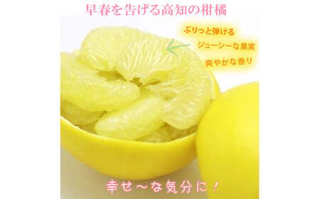 【先行予約】【果樹園直送】土佐文旦　4L　2個入り　1.5kg 大玉〈2027年2月中旬?3月下旬頃発送〉  / 　特選品贈答用　果物　柑橘　フルーツ　ぶんたん　ブンタン　分担　高知県土佐市　お取り寄せ 産地直送　おいしい 【白木果樹園】 [BQAI003]