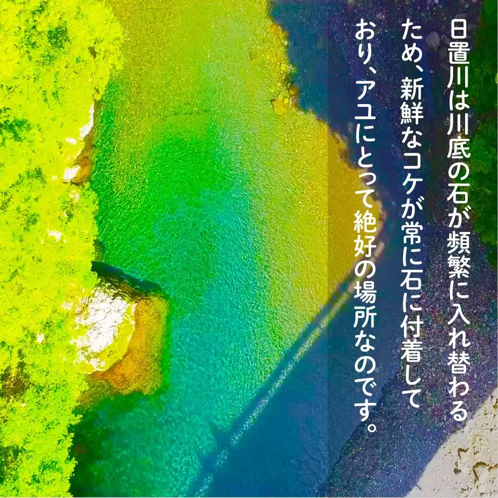 2026年度 日置川アユ遊漁券（一年券）