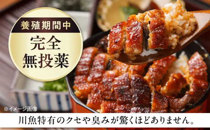 【お中元対象】鰻 鰻の白焼 1尾 BLAM002