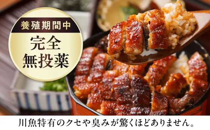 【全6回】鰻 鰻の蒲焼 2尾 BLAM008