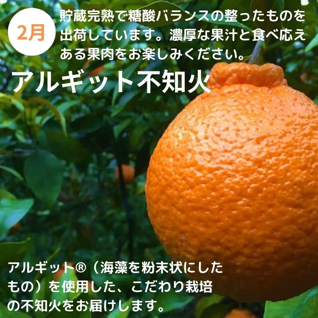 みかん満足セットL | 定期便 全3回 フルーツ みかん 不知火 バター 12月～2月