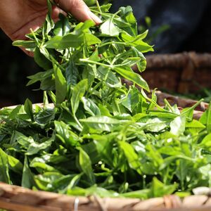 狭山茶 上級煎茶 100g×3袋 | 狭山茶 煎茶 茶の丸国園