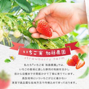 【冷凍】 いちごスムージー（紅ほっぺ）300g×6個  苺 フルーツ◇