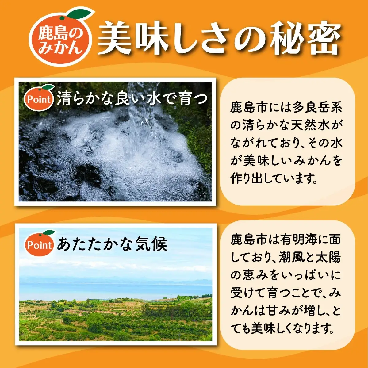 温州みかん 約8kg 佐賀県鹿島産 サイズ混合 | 《先行受付11月上旬より発送予定》みかん ミカン 甘い 小玉含む フルーツ 果物 果実 くだもの 蜜柑 柑橘 国産 冬季 大容量 家庭用 贈答 お取り寄せ 佐賀県 鹿島市 B-804