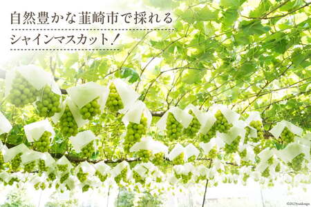 【2026年発送】ぶどう シャインマスカット 予約 約 500g 3房 計約 1.5kg [Inakakara 山梨県 韮崎市 20745257]