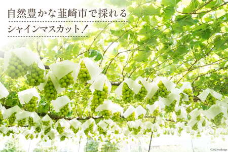 【2026年発送】ぶどう シャインマスカット 予約 約500g 4房 計約 2kg [Inakakara 山梨県 韮崎市 20745258]