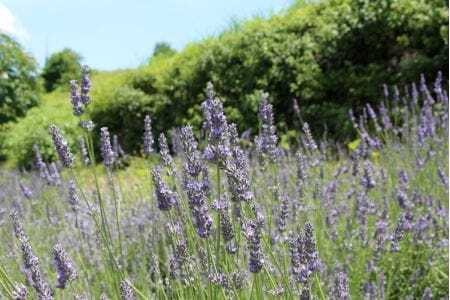 はだ恵りの湯　ラベンダー堪能セット