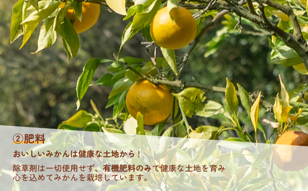 訳あり ポンカン 約10kg 協徳ガーデン 先行予約 予約受付 訳アリ わけあり ぽんかん 甘い 濃厚 ジューシー 果物 くだもの フルーツ 柑橘 みかん mikan 宇和島みかん 愛媛蜜柑 愛媛ミカン ミカン 蜜柑 農家直送 産地直送 数量限定 国産 愛媛 宇和島 B010-178005