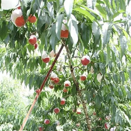 【ふるさと納税】2026年発送 山梨県山梨市産 桃 約3kg(8～12玉)【配送不可地域：離島】【1561140】