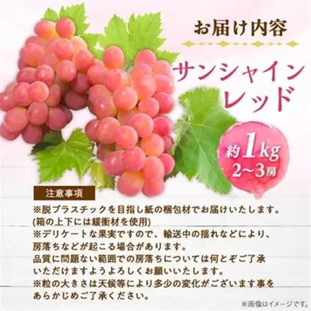 【2026年発送】サンシャインレッド 2～3房 1kg程度 ピンクに輝く シャインマスカット【配送不可地域：離島】【1561472】
