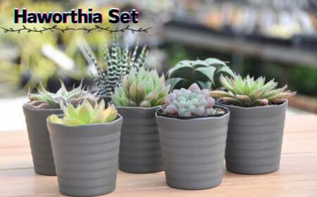 人気のハオルチア16種詰め合わせ（B960-2）