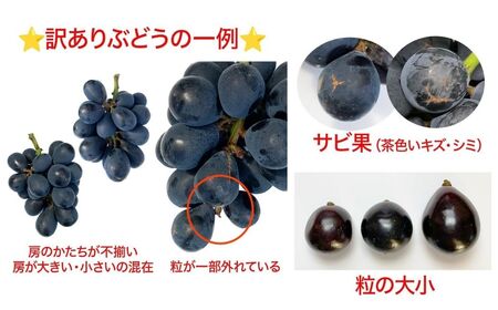【2026年先行予約】訳あり ナガノパープル 家庭用 約2kg（4~6房）※最低1.8kg以上 ｜ ぶどう ぶどう