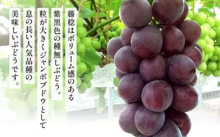 高級ぶどう（藤稔）・シャインマスカット 計2房セット 計1.2kg程《化粧箱入り》【2026年8月下旬～9月上旬発送予定】2種類 フルーツ くだもの ブドウ 大粒 良房 種なし ジャンボブドウ マスカット 旬 季節 冷蔵 国産 福岡県 北九州市