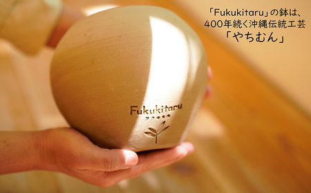 Fukukitaru-フクキタル-　観葉植物　