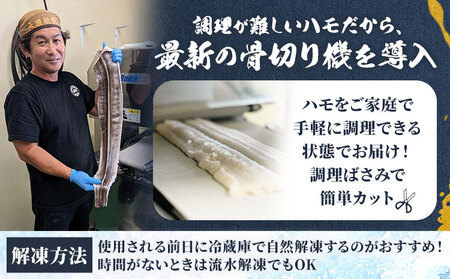 上 ハモ 300g《7月上旬-9月末頃出荷予定》