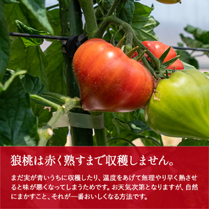 【先行予約／2027年3月中旬から発送】四万十育ち「狼桃」 糖度9度以上 松タイプ 小箱（18～45個入） Fdf-A09 フルーツトマト トマト