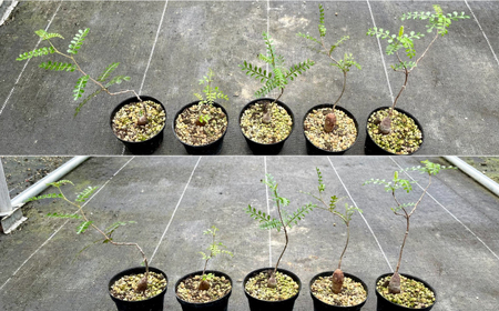 Operculicarya pachypus オペルクリカリア パキプス １株 長与町/アグリューム[EAI161] 