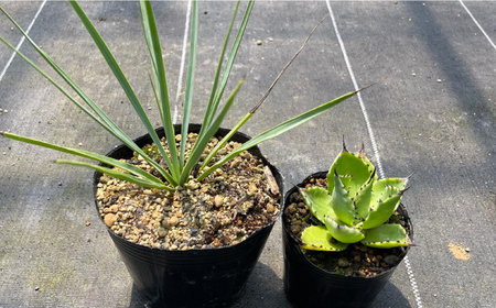 ユッカ リギダ ＆ アガベ チアペンシス 各1株 Yucca rigida ＆ Agave chiapensis 長与町/アグリューム[EAI206] 
