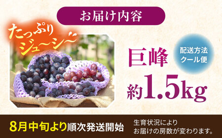 【先行予約：2026年8月中旬より順次発送予定】 巨峰 種あり 約1.5kg / ぶどう 葡萄 フルーツ / 大村市 / おおむら夢ファームシュシュ [ACAA379]