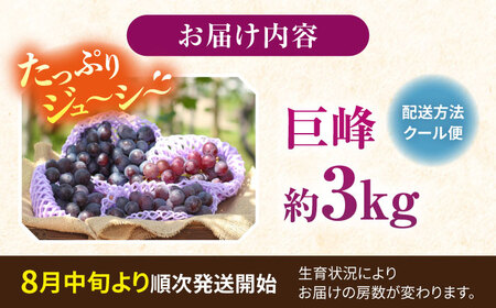 【先行予約：2026年8月中旬より順次発送予定】 巨峰 種あり 約3kg / ぶどう 葡萄 フルーツ / 大村市 / おおむら夢ファームシュシュ [ACAA381]
