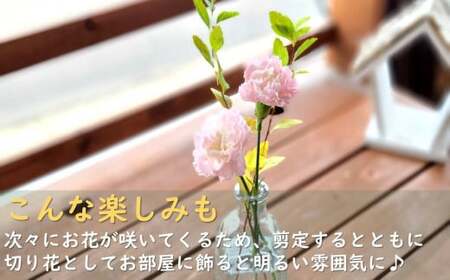 花屋が贈る季節の寄せ植え鉢 花 プレゼント 岩手県 北上市 C0230 （ パルテール ) 花 観賞用 アレンジ プレゼント ギフト 誕生日 お祝い クリスマス 卒業 入学 バレンタインデー ホワイトデー 贈答 父の日 敬老の日 感謝 退院 快気祝い プロポーズ ご褒美 生花 季節の花 赤 白 黄色 ピンク オレンジ 青 紫 寄せ植え 鉢植え ガーデニング 庭 玄関 リビング 部屋 客間 オフィス 開店祝い 周年祝い 退職祝い 就職祝い 還暦 成人 記念日 花