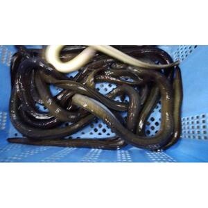 【兵庫県相生市】 相生市立水産物市場「魚稚」の たこ＆ハモしゃぶしゃぶセット ４～５人前