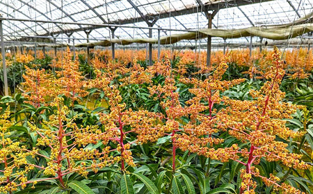 2026年発送【TROPICAL FIELD モリ之ナカ】贈答用マンゴー約2kg（4～6玉） フルーツ 果物 期間限定 数量限定 先行予約 南国 プレゼント お土産 おみやげ ギフト くだもの 沖縄 おきなわ 青果 デザート おすすめ 人気 冷蔵 夏 スイーツ