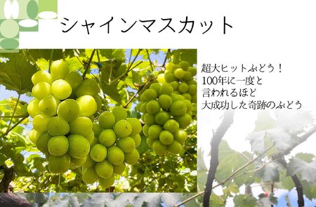 【2026年発送 定期便 】【3回 発送】シャインマスカット 予約 2kg 相当 3回 計 6kg シャイン 山梨 やまなし ぶどう ブドウ 葡萄 マスカット 種なし 果物 フルーツ 山梨県産 産地直送 期間限定 季節限定 冷蔵 定期便 NS-1012 韮崎翠緑セレクト [韮崎翠緑 山梨県 韮崎市 20742829]