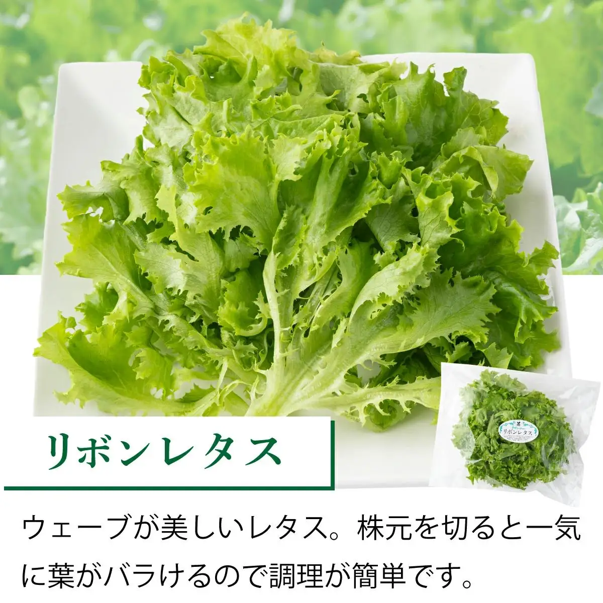 水と光と愛情で育ったレタス詰め合わせ 8袋入