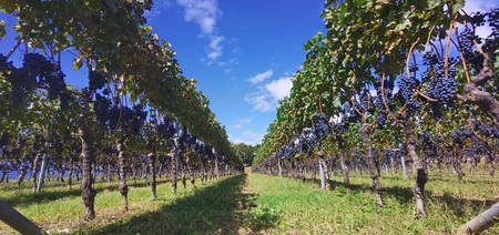 アケノ ヴェニュス カベルネ・ソーヴィニヨン 2023 750ml×1本　ワイン 赤ワイン 750ml×1本 アケノ ヴェニュス カベルネ・ソーヴィニヨン 2023 明野町ドメーヌ 自家畑 ぶどう100% 減農薬 程よい酸味 爽やか 日頃飲み 贈りもの ギフト 明野産 山梨県 北杜市  [h317]