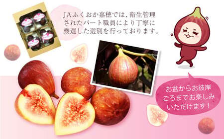 JAふくおか嘉穂 いちじく とよみつひめ 秀品 300g（3～5玉）×4パック 計1.2kg 【2026年8月上旬～10月下旬発送予定】