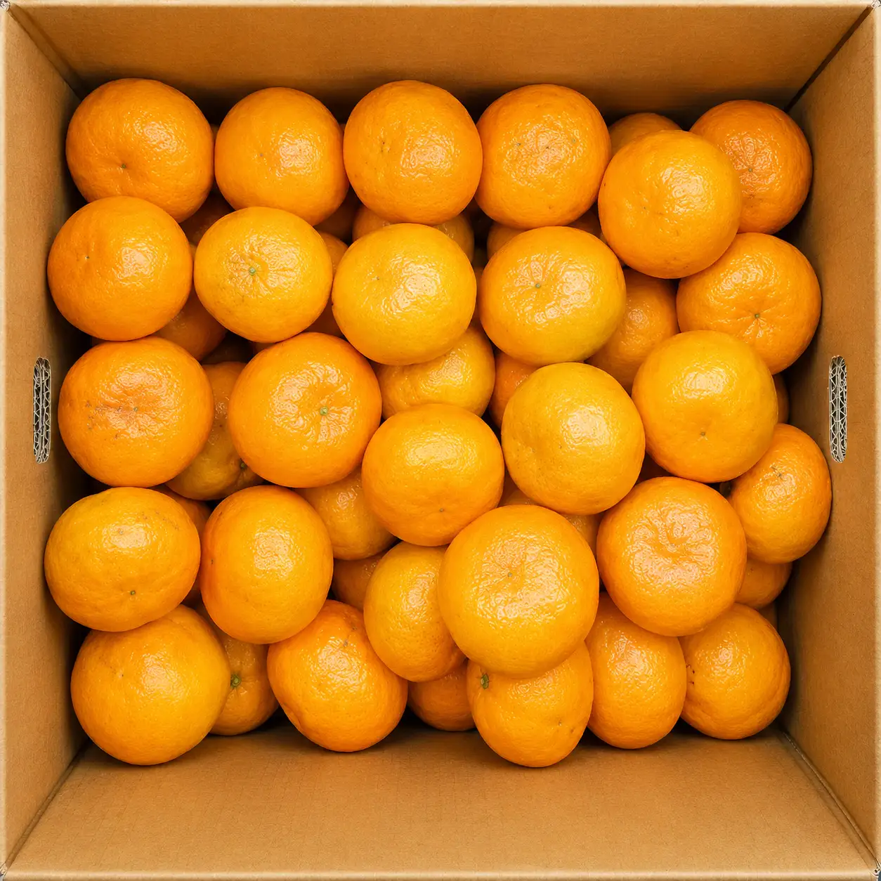 【太陽の恵み】和歌山みかん(約１０kg) 【2025年12月上旬～2026年1月下旬発送】 【A021-frks013B】