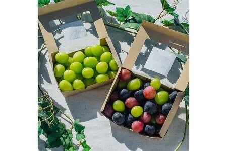 【期間限定発送】 ぶどう 食べ比べ 粒 500g 2パック 約 1kg 大粒 [oboco grapes 山形県 高畠町 tk06ayt250006]