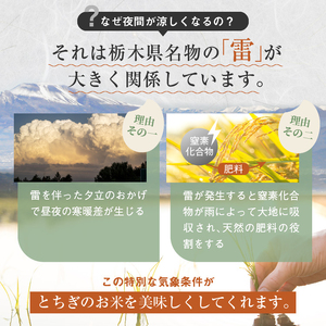 令和7年度 とちぎの星 10kg 